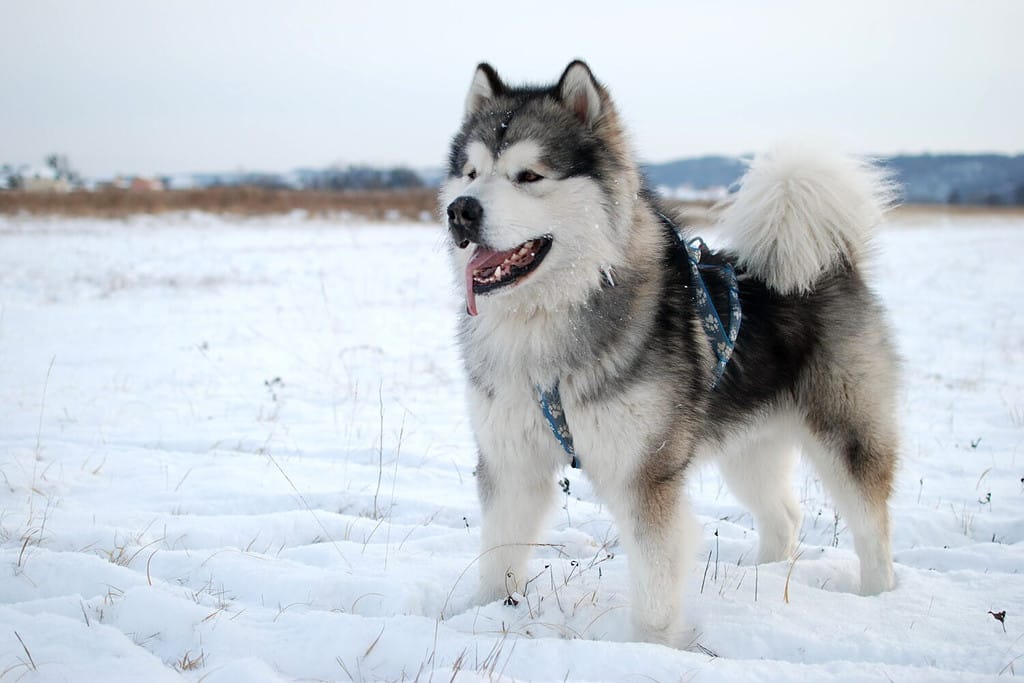 Malamute dell'Alaska 3