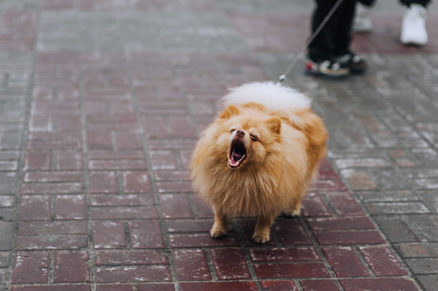 Bellissimo piccolo cane pomeraniano arancione soffice di razza che abbaia, aprendo la bocca all'aperto, in piedi al guinzaglio accanto al proprietario.  Fotografia, animale, ritratto ravvicinato di un animale domestico.