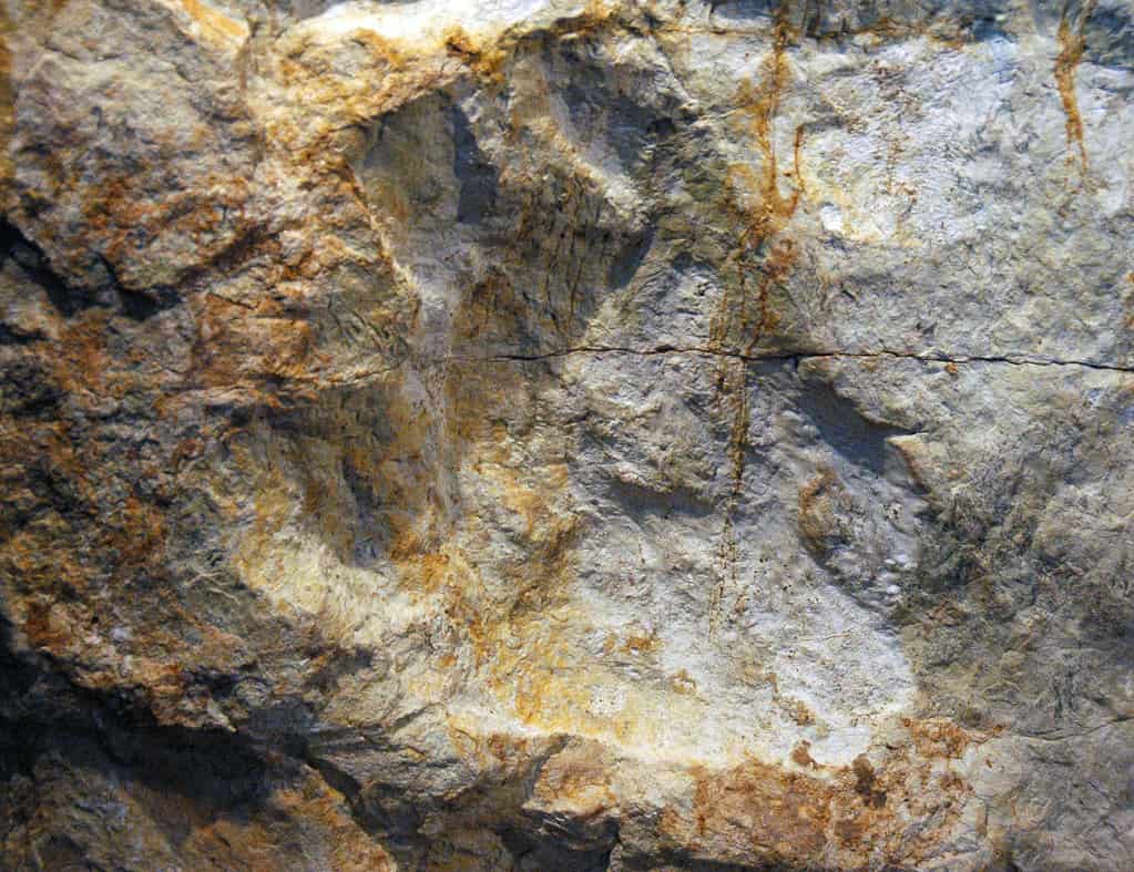 Impronta di dinosauro Stegosaurus con segno di scorrimento nell'arenaria fluviale del Giurassico del Colorado, USA (esposizione al pubblico, Morrison Natural History Museum, Morrison, Colorado, USA).