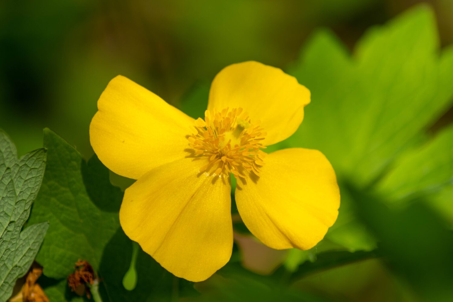 Stylophorum diphyllum, papavero giallo celidonia nella Pennsylvania occidentale.  Isolato ad angolo.