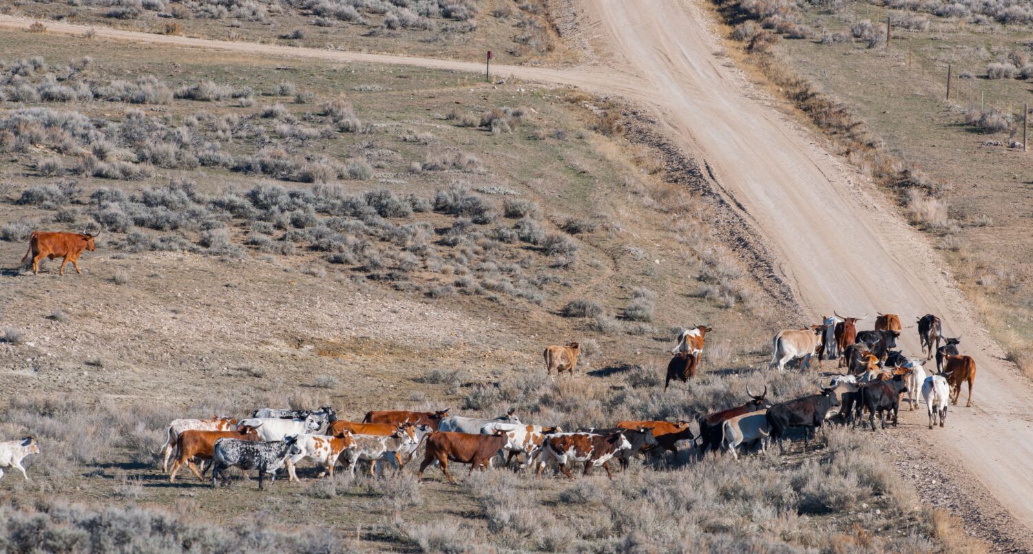 bovini a corno lungo che vagano nella mandria vicino a Shell, Wyoming tutti i diversi colori che si dirigono su una strada sterrata in roaming libero senza recinzioni sfondo per siccità, agricoltura, allevamento di carne bovina, affari orizzontale f