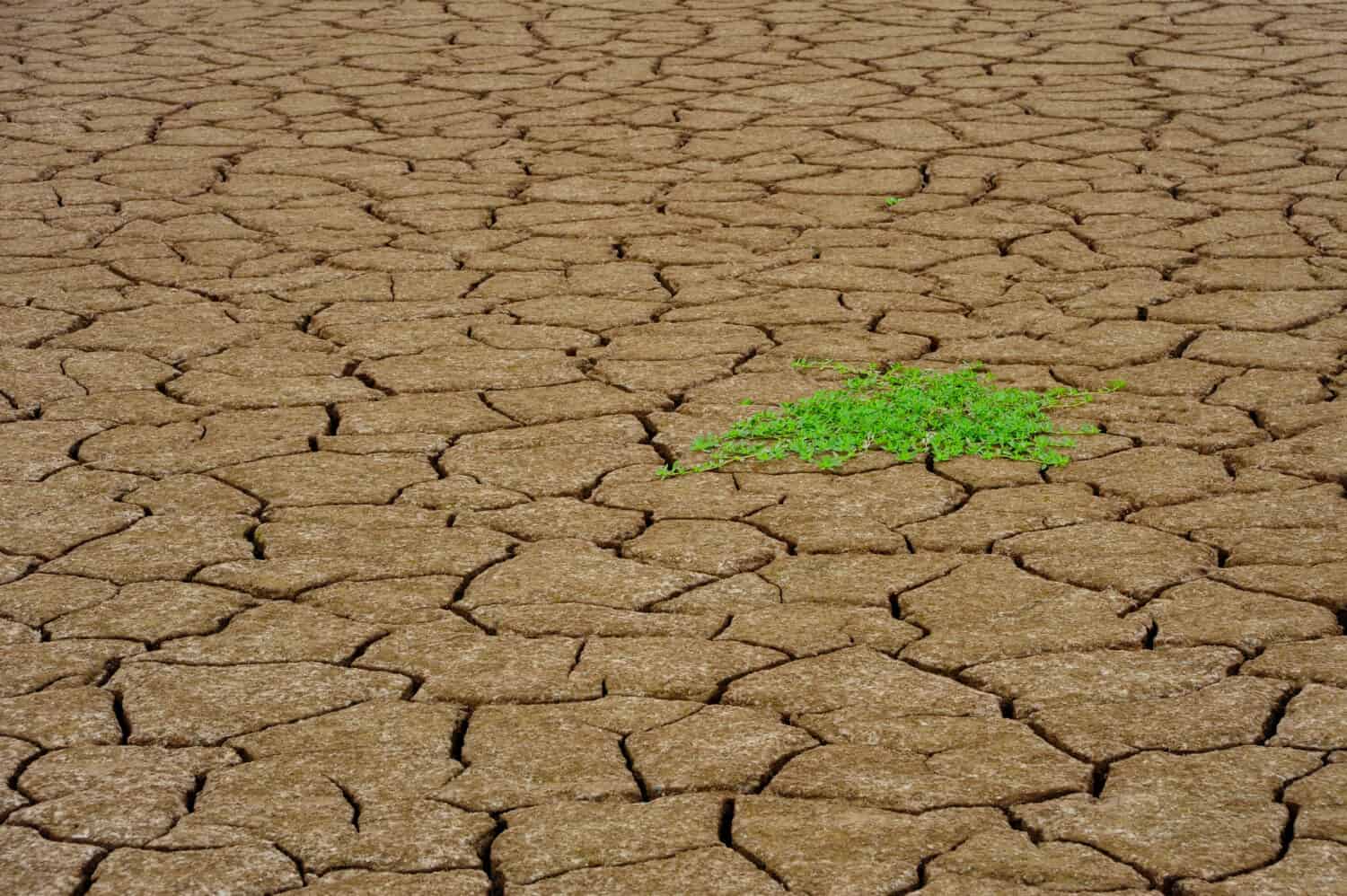 Terra secca e screpolata con una singola pianta verde che germoglia lungo le rive del fiume Yangtze, Cina