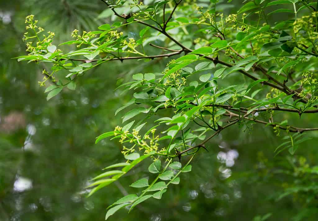 Fiori verdi di Zanthoxylum americanum, frassino spinoso (pepe di Sichuan) un albero spinoso con rami spinosi. Primo piano dello zanthoxylum che fiorisce alla luce solare naturale. Concetto di natura per il design.