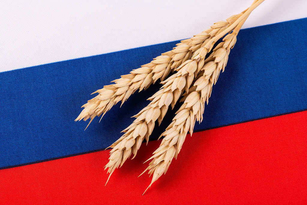 Tre spighe di grano mature sullo sfondo di un frammento della bandiera della Russia