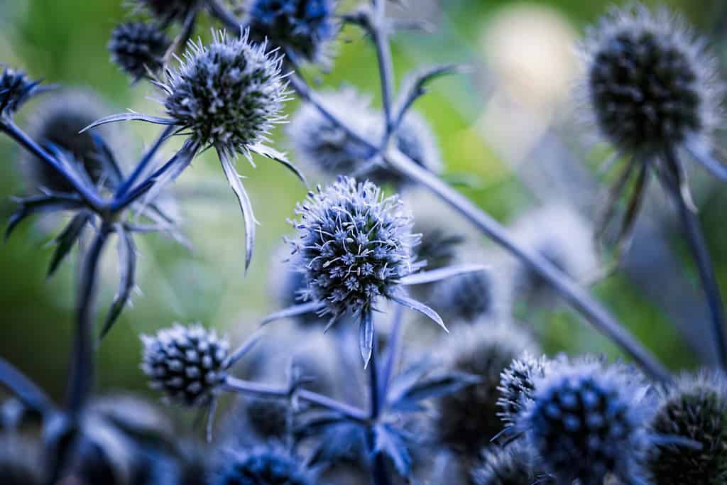 Fiori blu, steli e foglie della pianta spinosa Eryngium planum, o eryngo blu o agrifoglio marino piatto.
