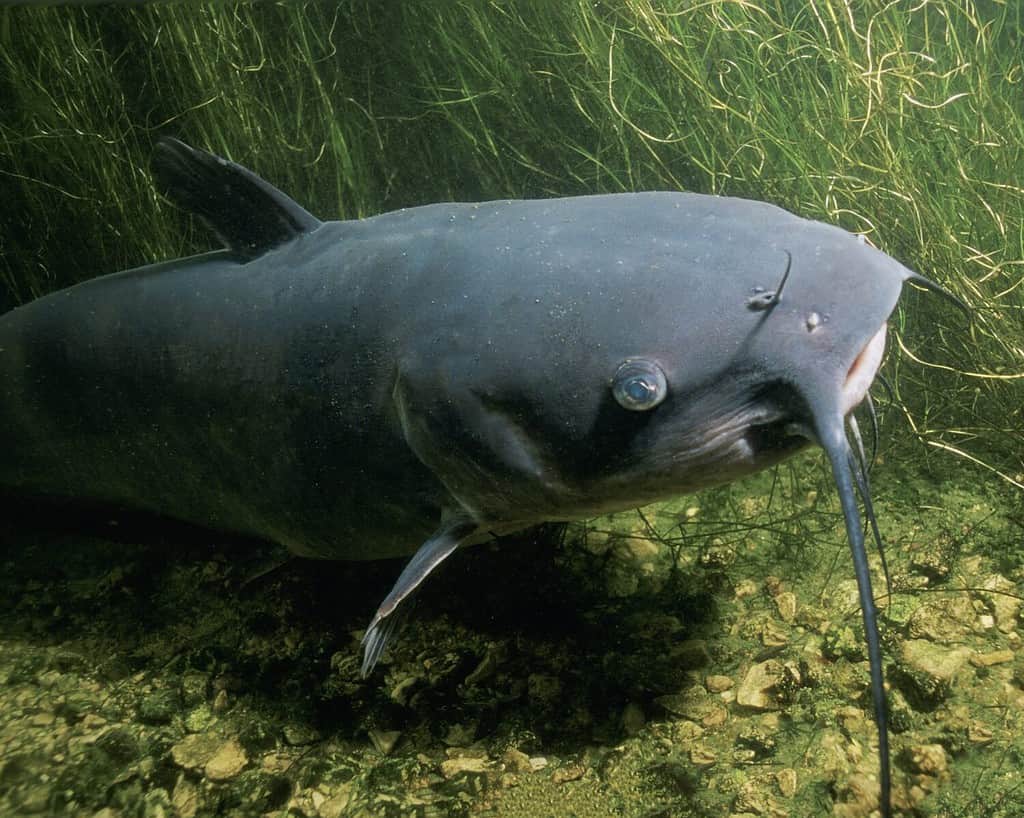 Il pesce gatto del canale Ictalurus punctatus è la specie di pesce gatto più numerosa del Nord America. È il pesce ufficiale del Kansas, Missouri Iowa Nebraska e Tennessee e viene informalmente chiamato