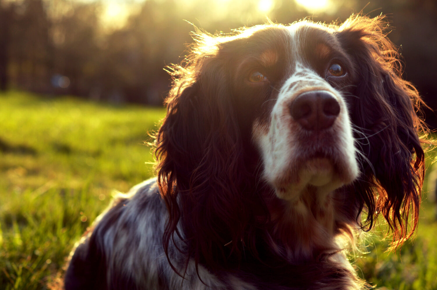 ritratto di un bellissimo cane - springer spaniel inglese - seduto su un'erba al tramonto