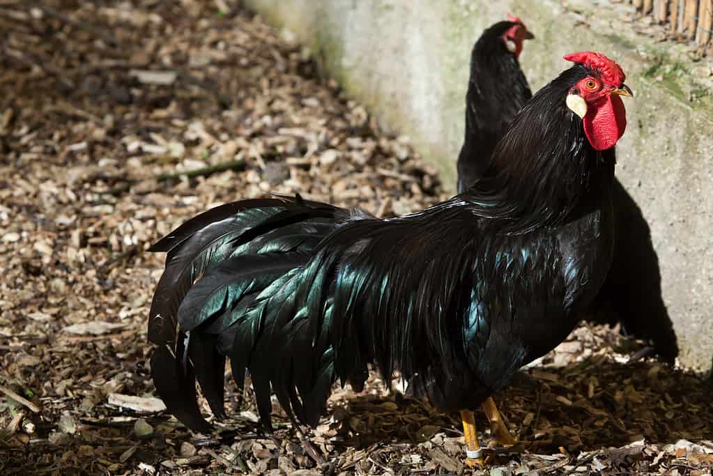 Gallo della Freccia (Gallus gallus domesticus).