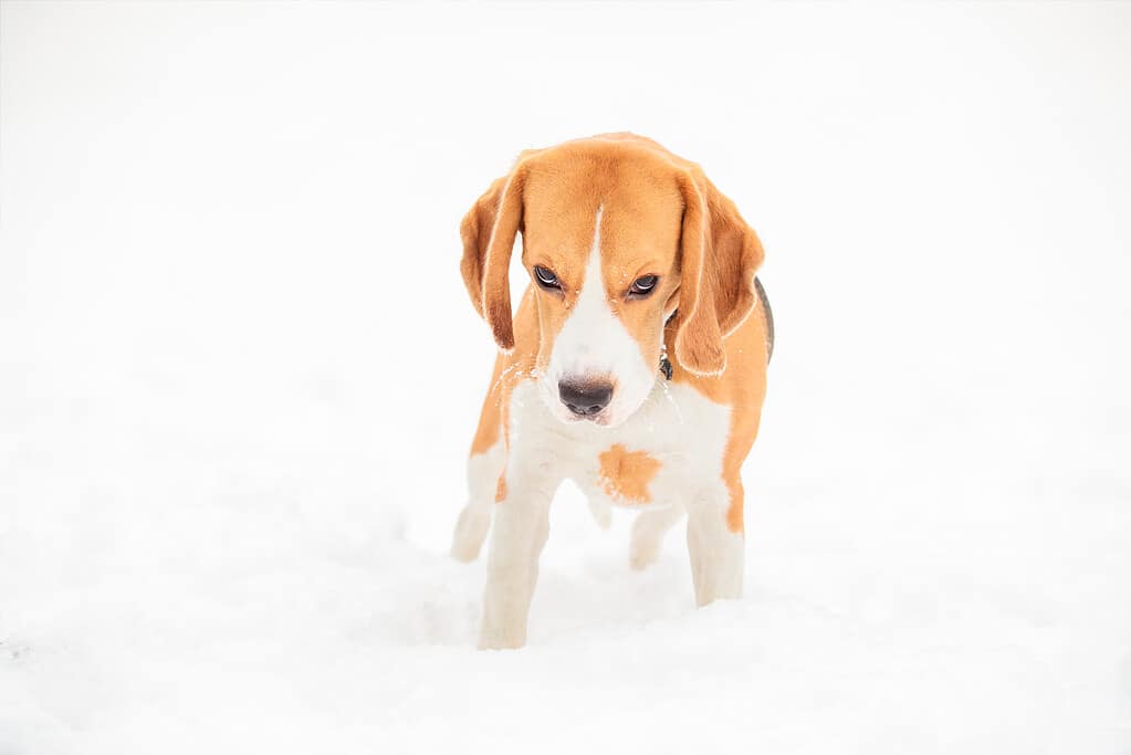 Cucciolo di beagle inglese per una passeggiata in una giornata invernale