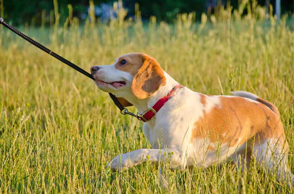 Cucciolo di beagle testardo che tira il guinzaglio con i denti come se giocasse al tiro alla fune