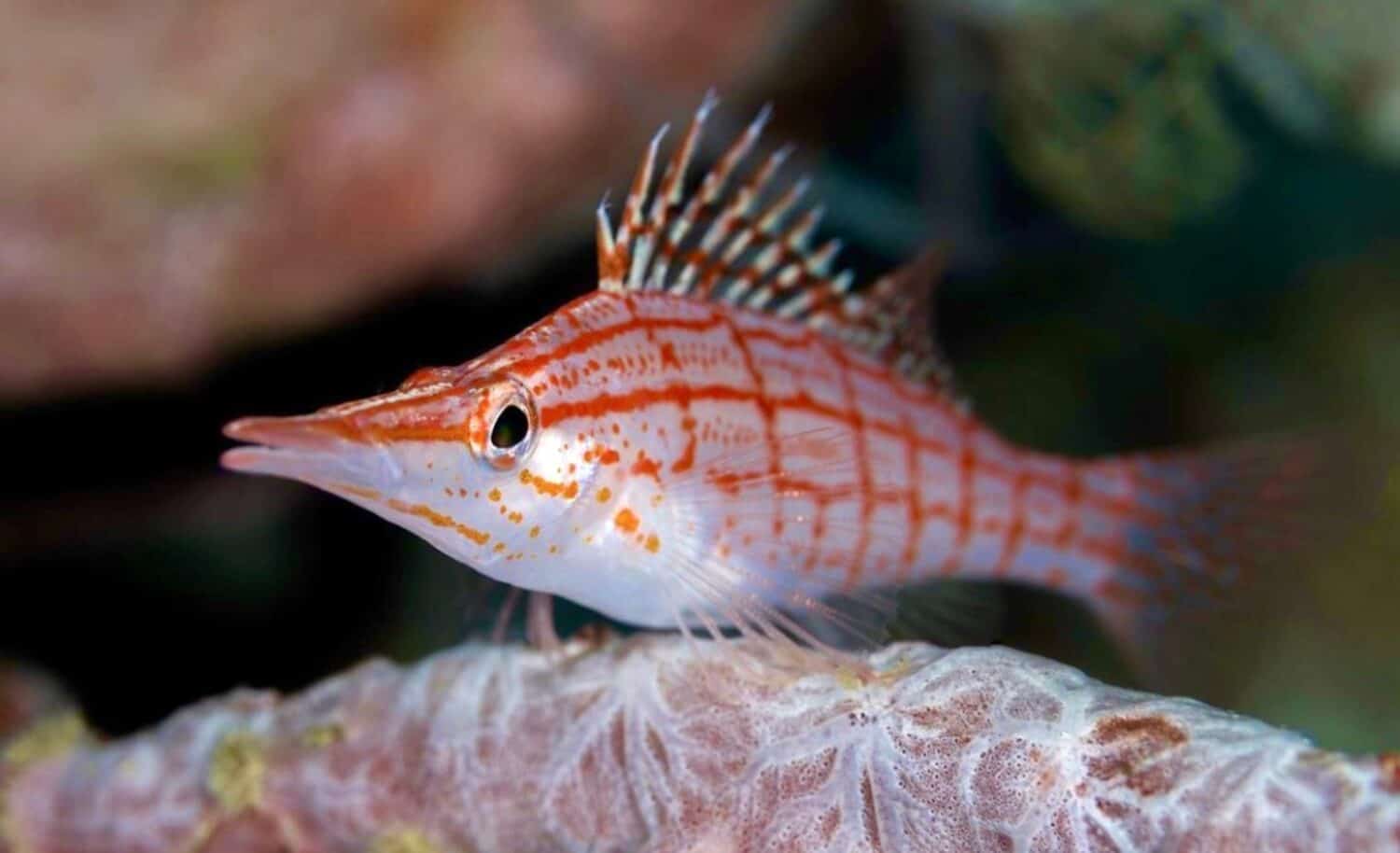 il pesce falco dal naso lungo che lo accompagna si nasconde sulla barriera corallina