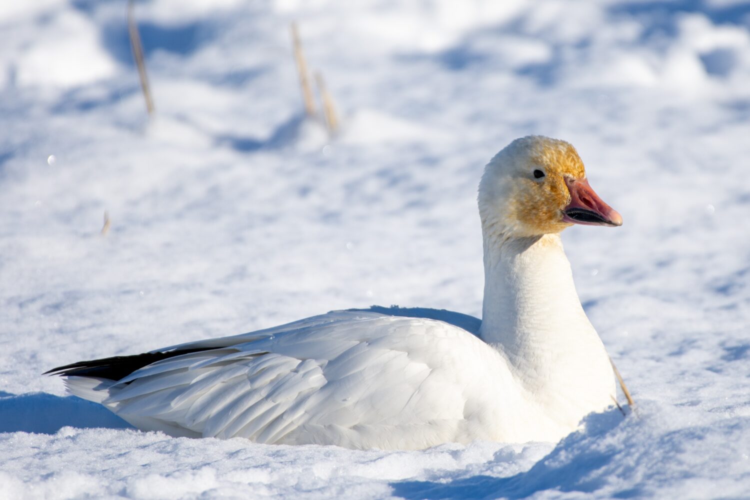 Oca delle nevi (Anser caerulescens) riposante nella neve al sole