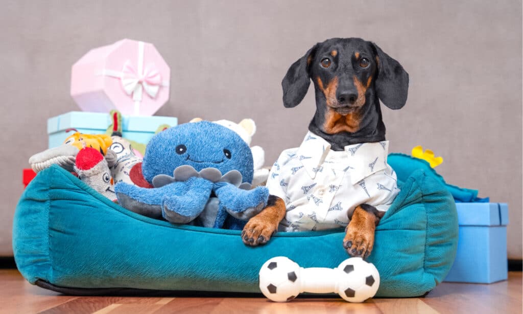 scatola dei giochi per cani