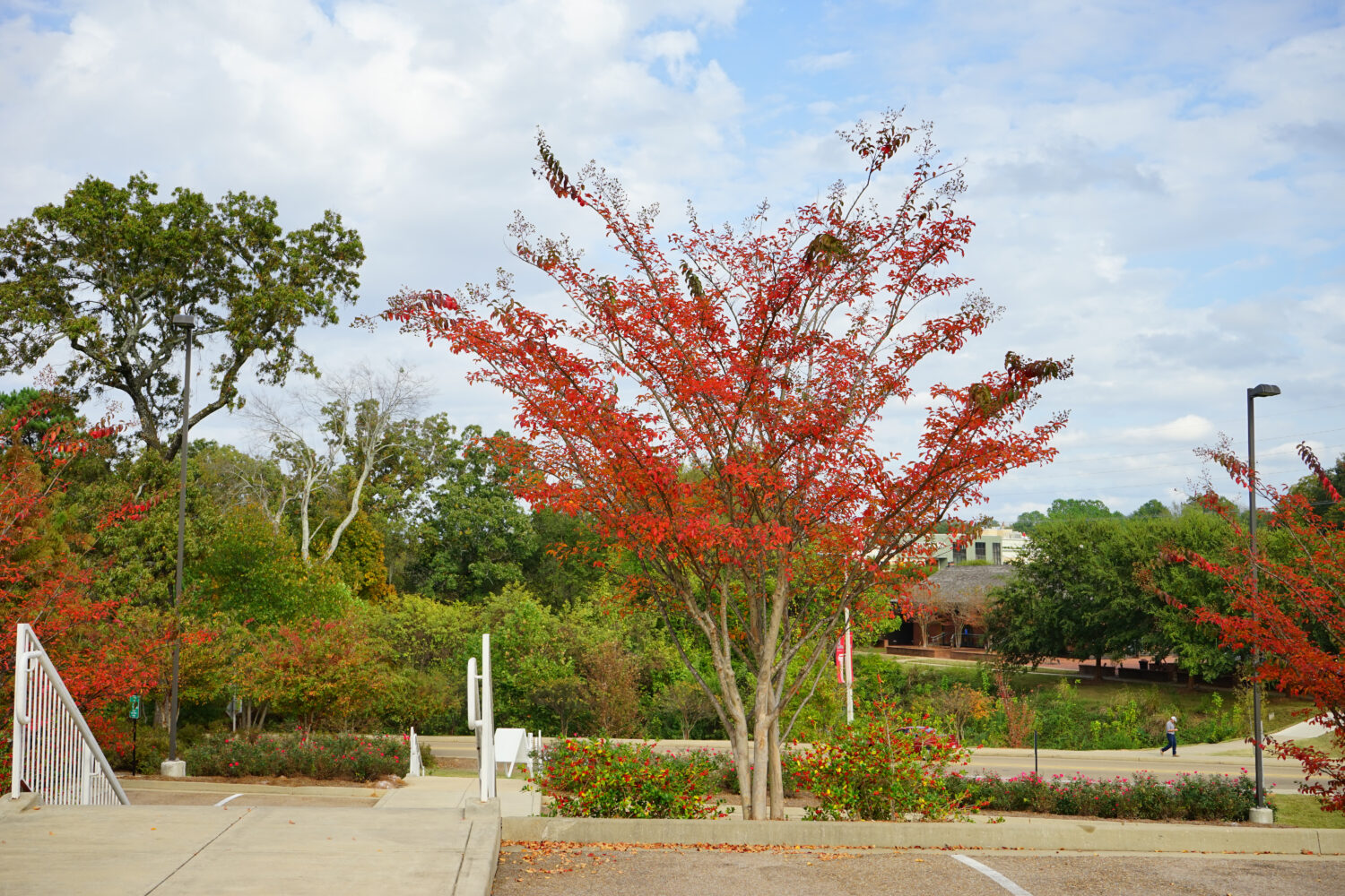 Paesaggio autunnale del campus dell'Università del Mississippi
