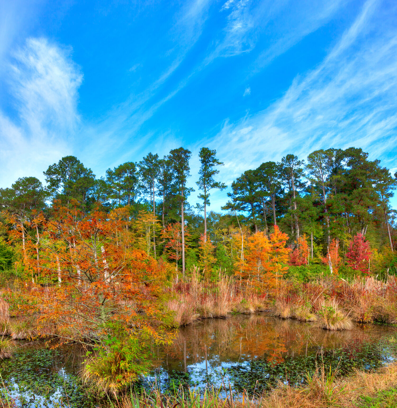 Palude del Mississippi in autunno lungo la Natchez Trace Parkway.