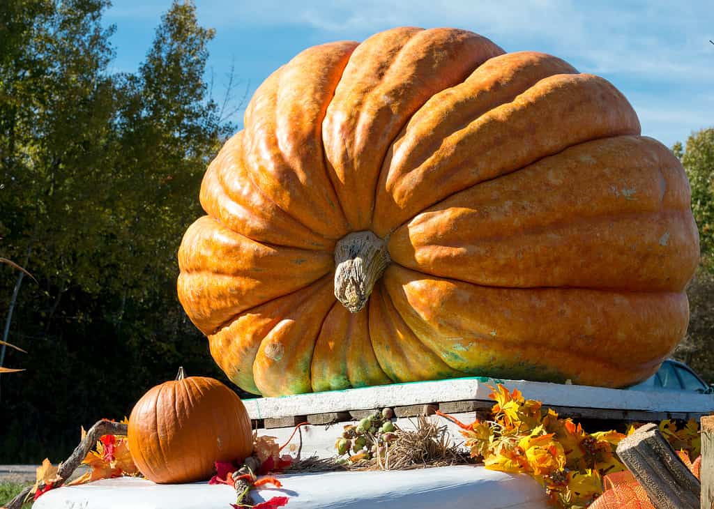 Zucca gigante in mostra sul ciglio della strada di una strada di campagna