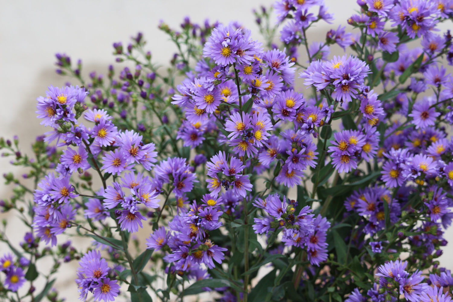 Meraviglia autunnale Aster blu liscio