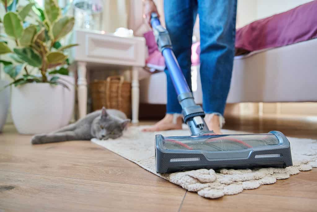 Pulizia della casa con aspirapolvere, femmina con gatto domestico