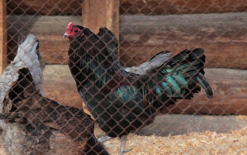 Gallo di razza Ameraucana