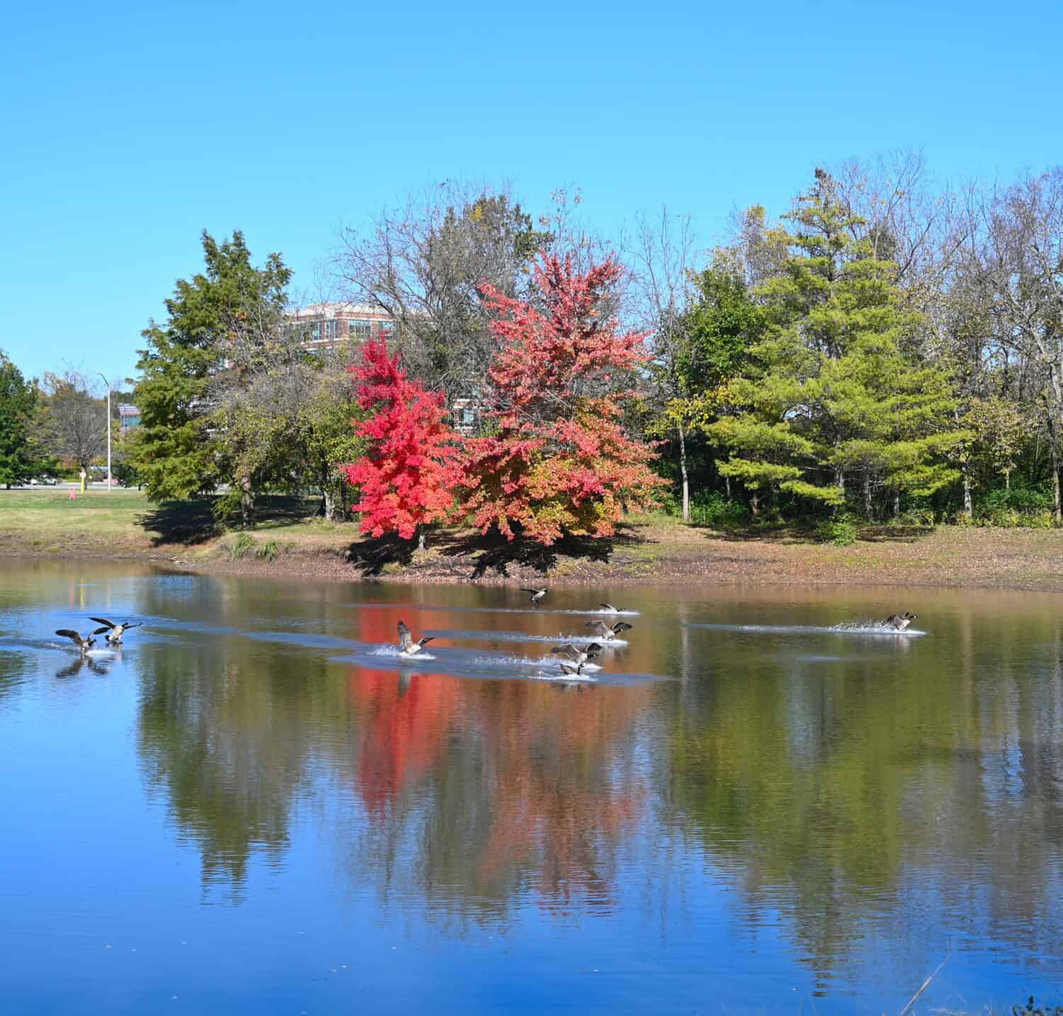Anatre che sbarcano a Leawood Kansas