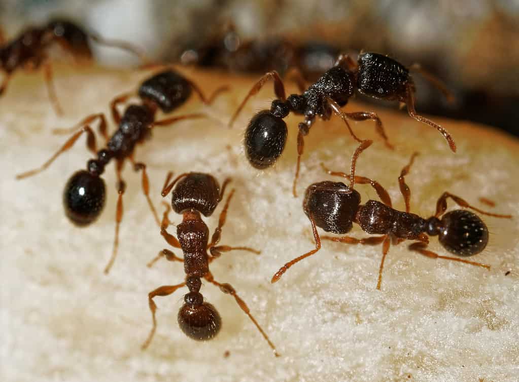 Formiche Tetramorium immigrans in cerca di cibo