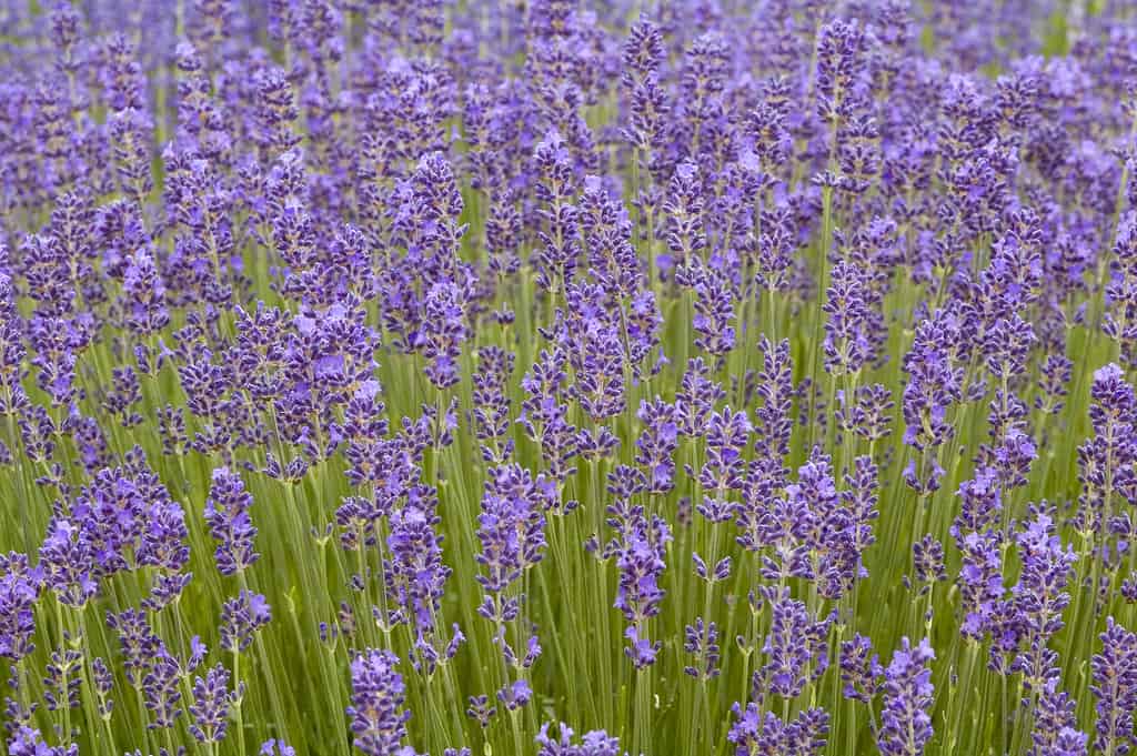 Campo di lavanda 'Munstead'