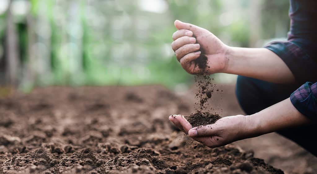 Coltivatore che tiene il terreno nelle mani da vicino. Gli esperti degli agricoltori controllano le condizioni del terreno prima di piantare semi o piantine. Idea imprenditoriale o concetto ambientale ecologico