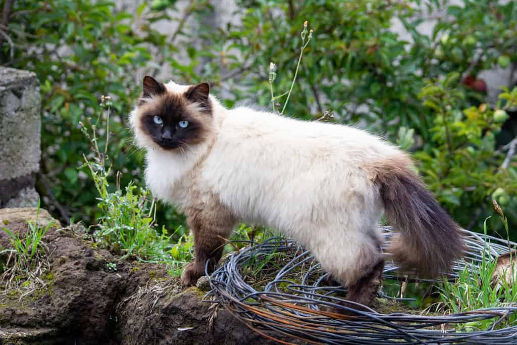 bellissimo gatto himalayano nel campo