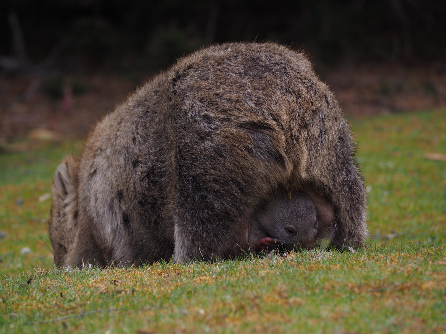 Vombato con bambino in Tasmania