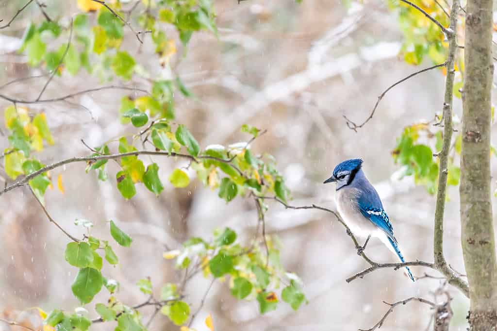 Lato primo piano di un simpatico uccello blu jay Cyanocitta cristata appollaiato sul ramo di un albero durante l'autunno primavera foglie verdi pioggia di neve in Virginia