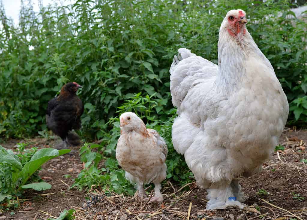 Pollo Brahma con il suo pulcino