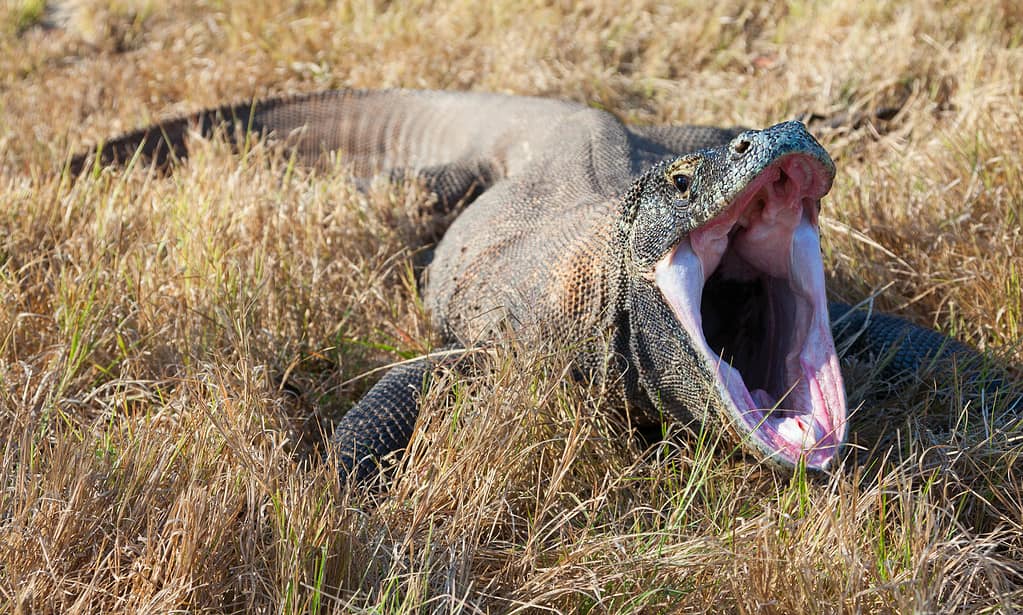 Drago di Komodo che sbadiglia. Isola di Rinca, Indonesia. Canon 5D MkII.