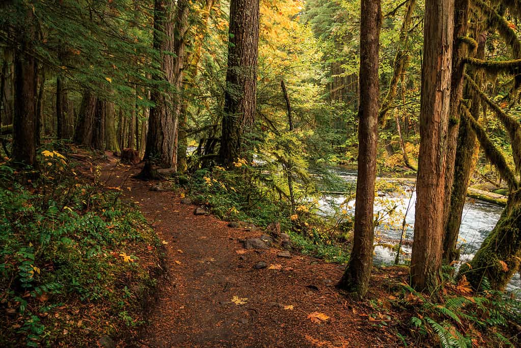 Foresta dell'Oregon, foresta nazionale di Willamette