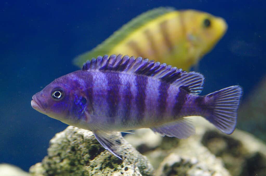 Ciclidi africani nell'acquario. Ciclidi Pseudotropheus lombardoi africa nell'acquario