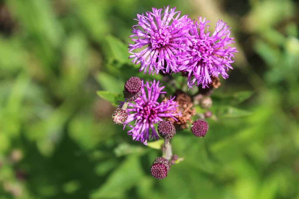 Due fioriture di ironweed del Missouri con una sullo sfondo a Miami Woods a Morton Grove, Illinois