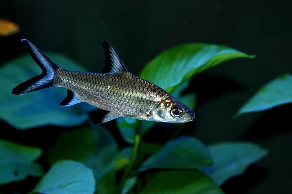 Lo squalo bala, Balantiocheilos melanopterus, squalo argentato, non è un vero squalo, ma è comunemente chiamato così a causa del suo corpo a forma di siluro