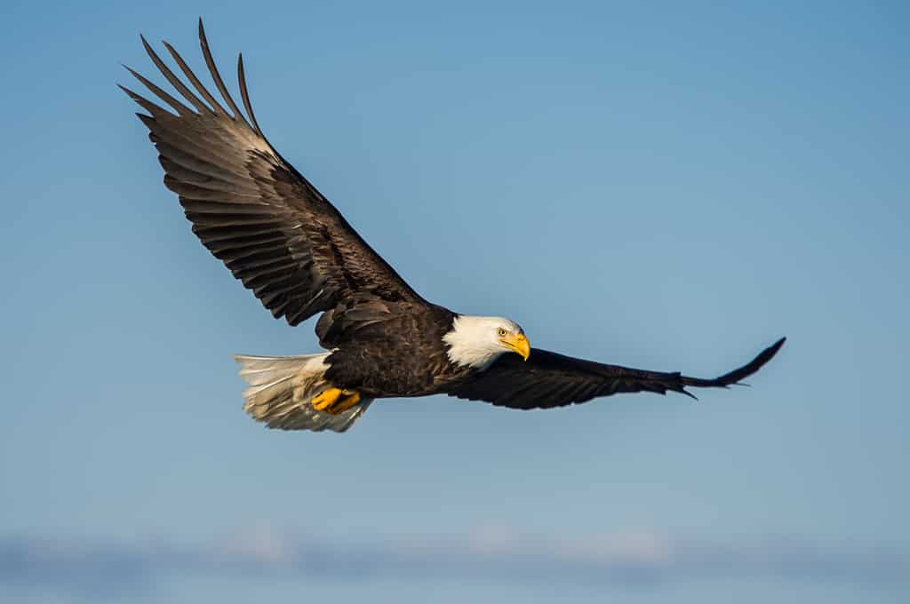 aquila calva americana che svetta contro il cielo azzurro dell'Alaska
