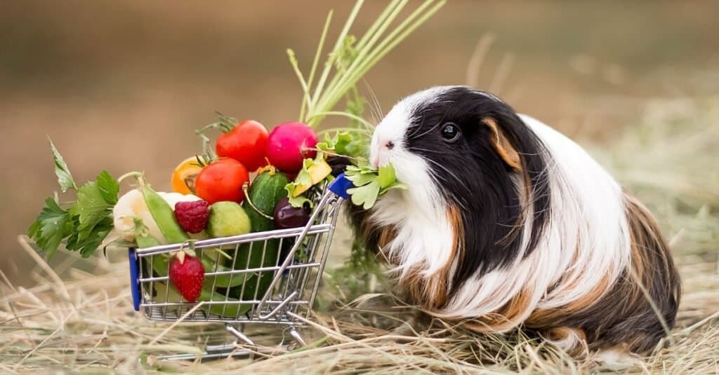 Dieta della cavia
