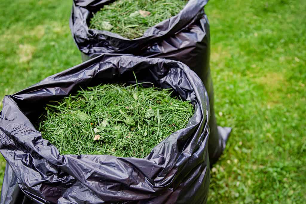 Falciatura del prato di un giardino domestico con un sacco nero di erba tagliata. Ritagli di erba in un sacchetto di plastica nera su un prato appena tagliato