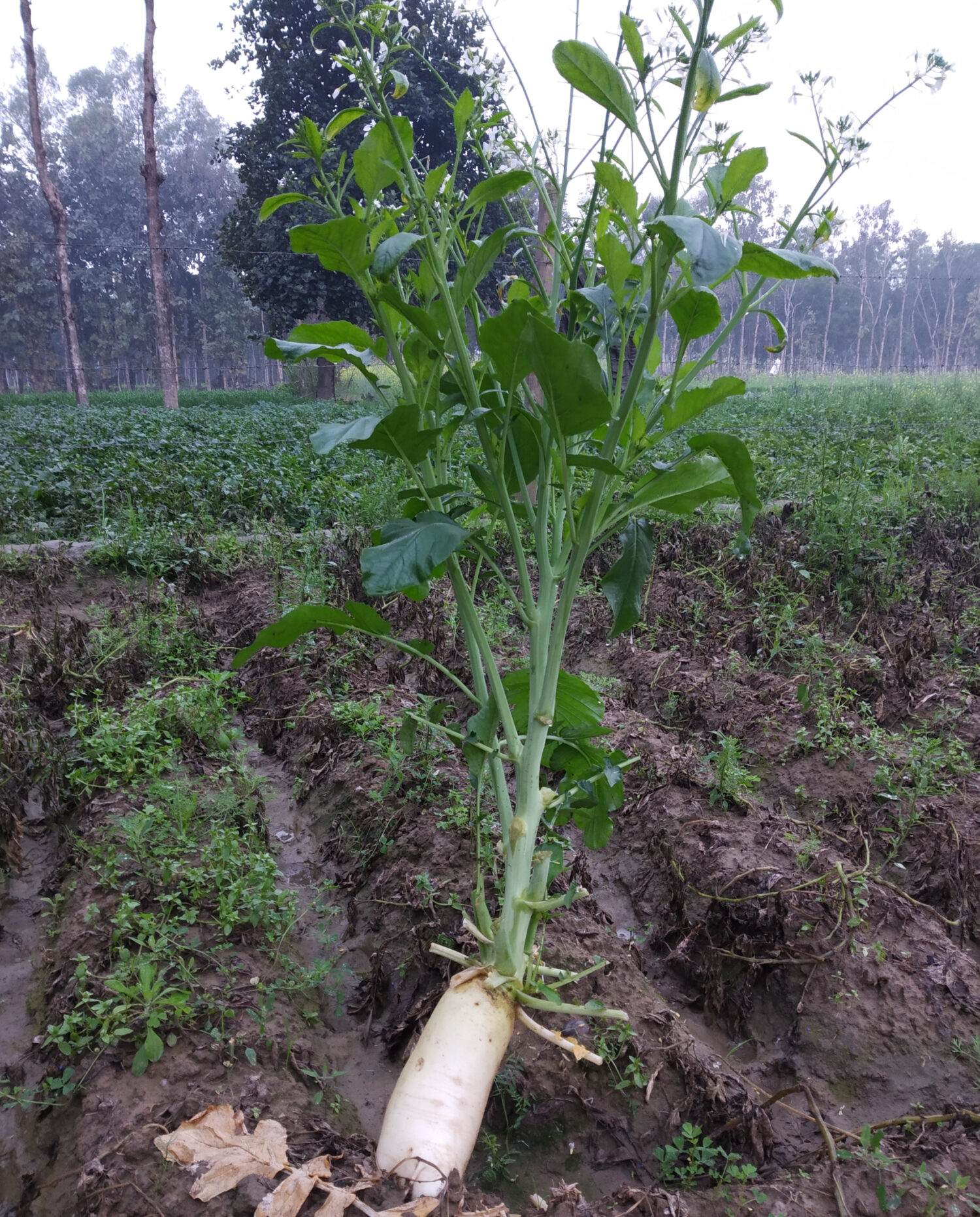 il ravanello gigante nel villaggio indiano