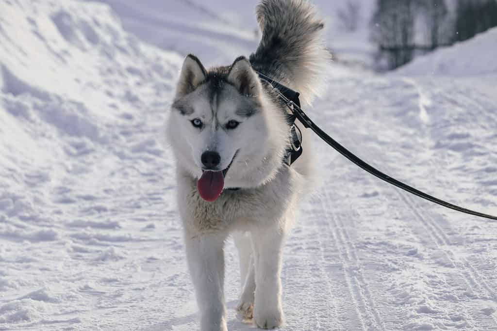 Il cane husky cammina in inverno. Il cane cammina nella neve. Husky siberiano con occhi diversi. Eterocromia nel Siberian Husky. Husky in inverno. Cane al guinzaglio.