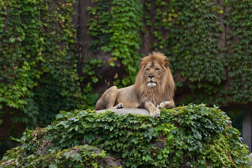 Leone maschio. Lo zoo del parco di Lincoln. Chicago, IL.