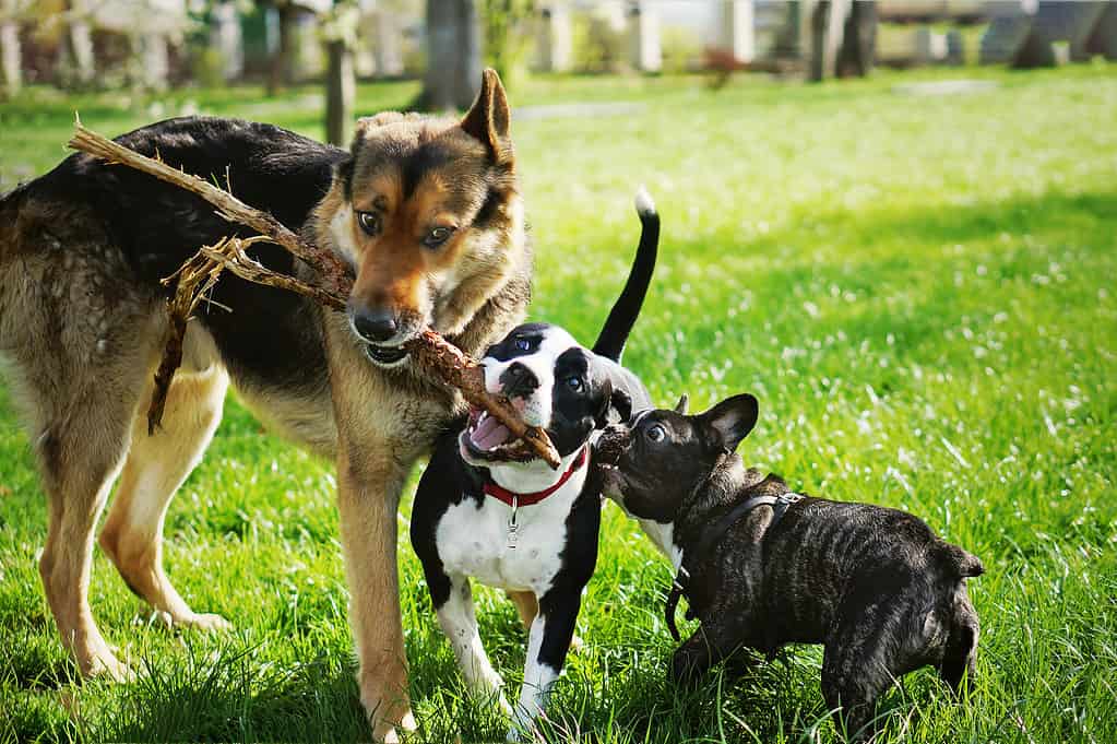 Tre cani amichevoli e felici che giocano nel parco estivo. Pastore tedesco, staffordshire terrier americano e bulldog francese che tengono un bastone. Diverse razze di cani si divertono insieme.