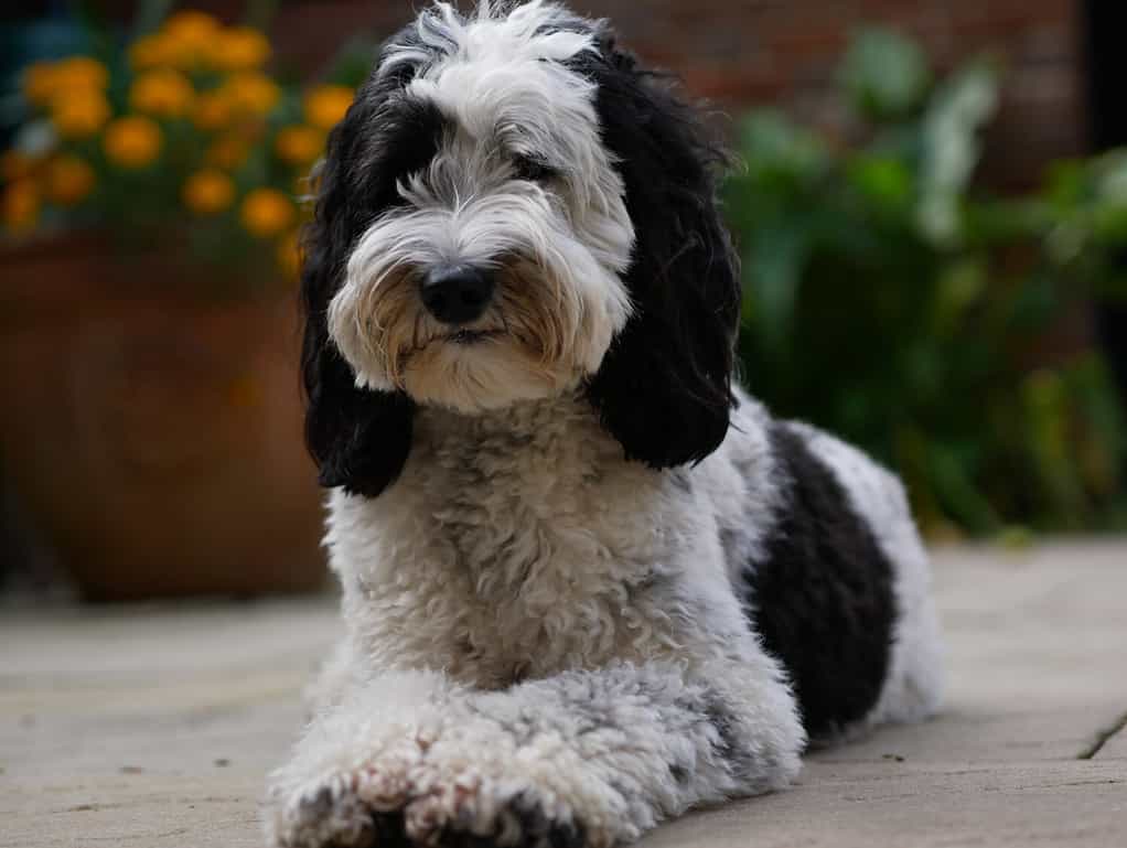 Cagna Labradoodle (parti) sdraiata in un cortile di fronte a un'aiuola