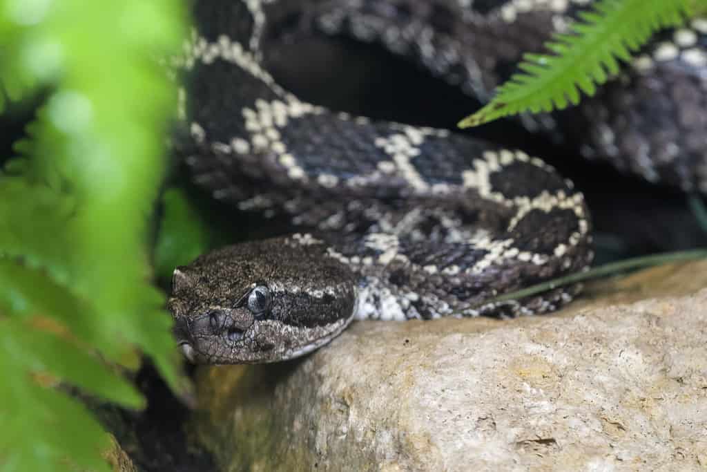 Serpente a sonagli nero dell'Arizona che striscia tra le piante
