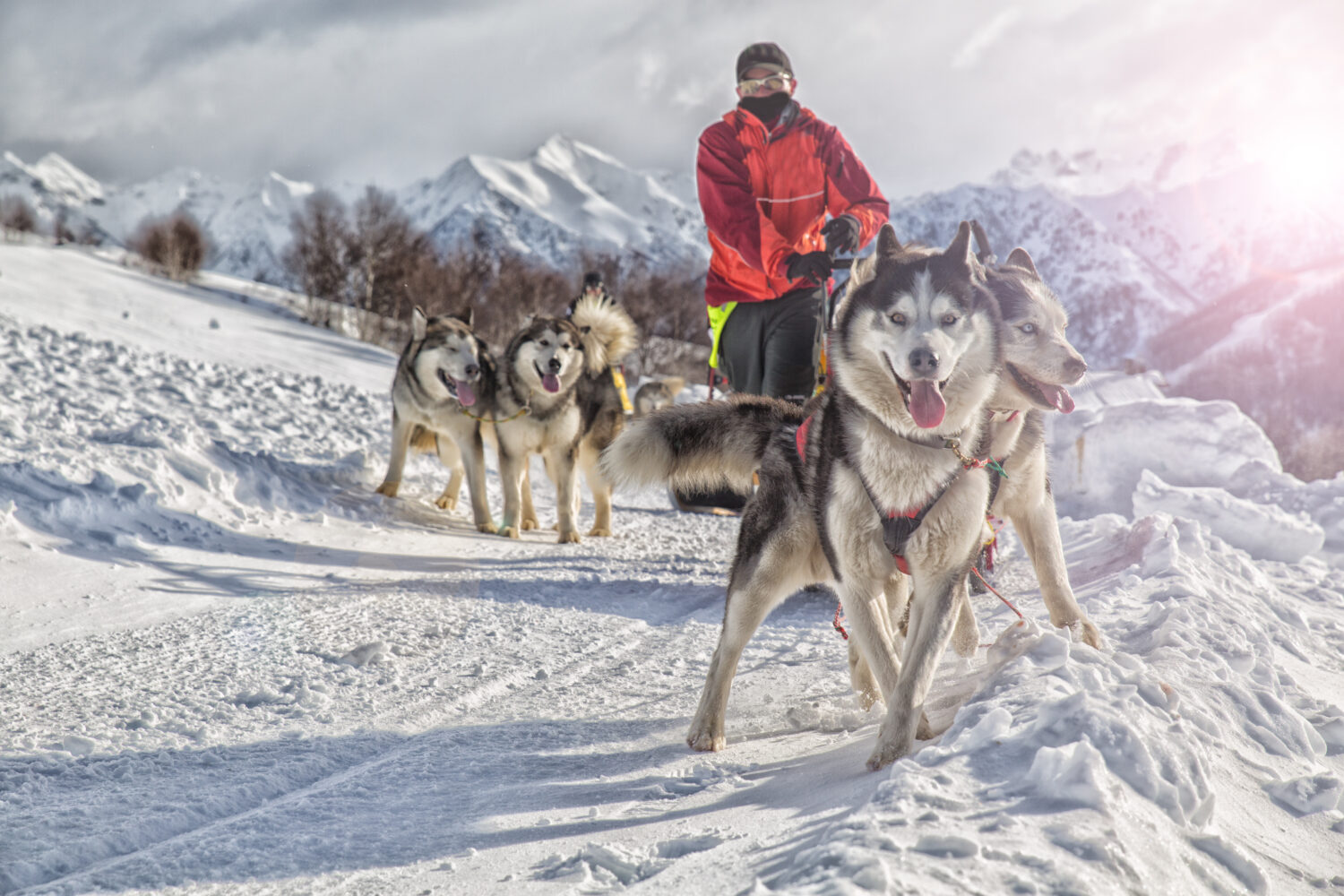 Corsa di cani da slitta Alaskan Malamute gara invernale sulla neve