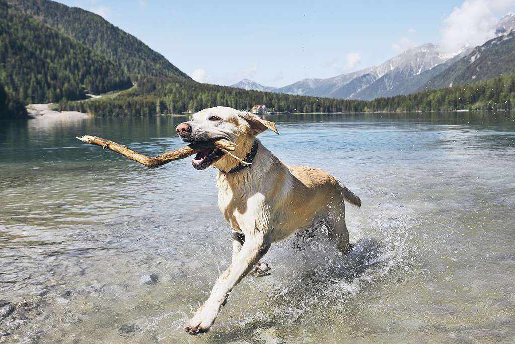 Cane felice in montagna