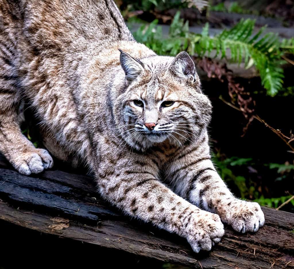 Una lince rossa con segni dettagliati sulla pelliccia che affila gli artigli su un tronco