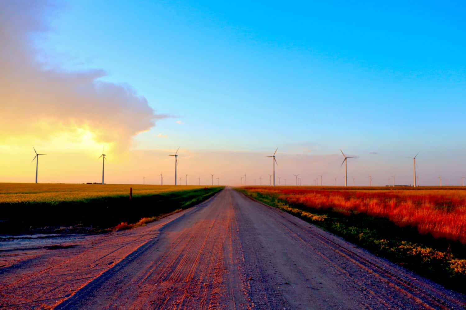 Una lunga strada di campagna che scompare tra un campo di fiori di colza da un lato e un campo di grano che si estende per sempre dall'altro.  Preso fuori Dodge City Kansas.