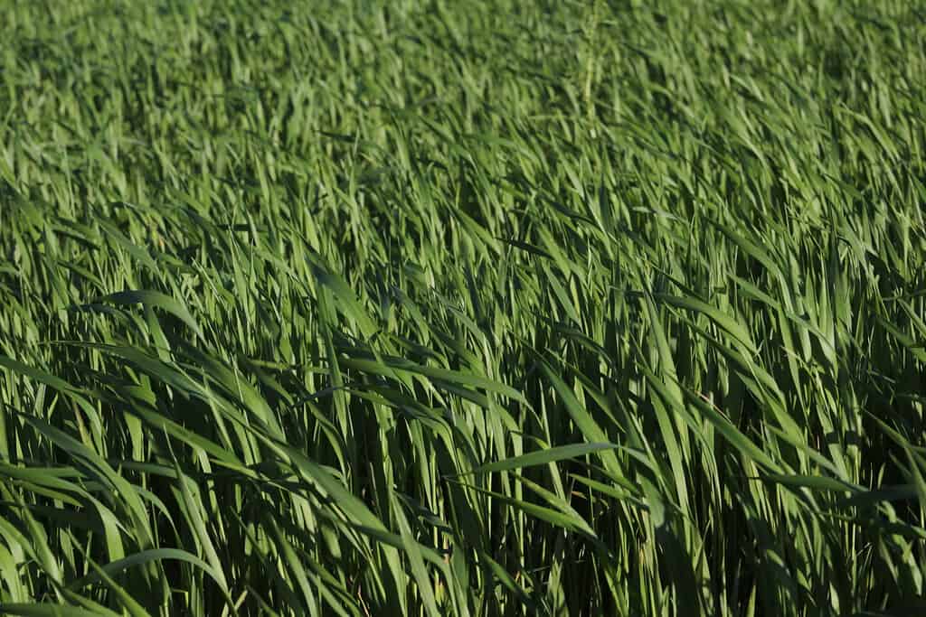 festuca alta